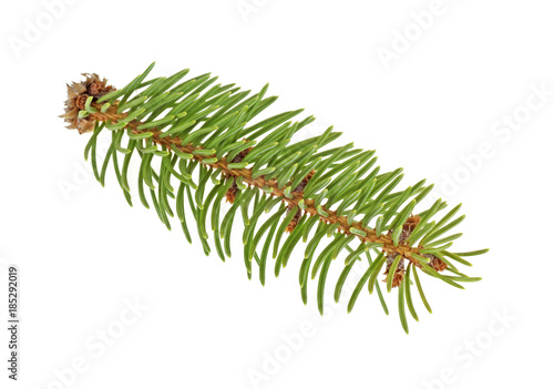 Little fir tree branch on a white background