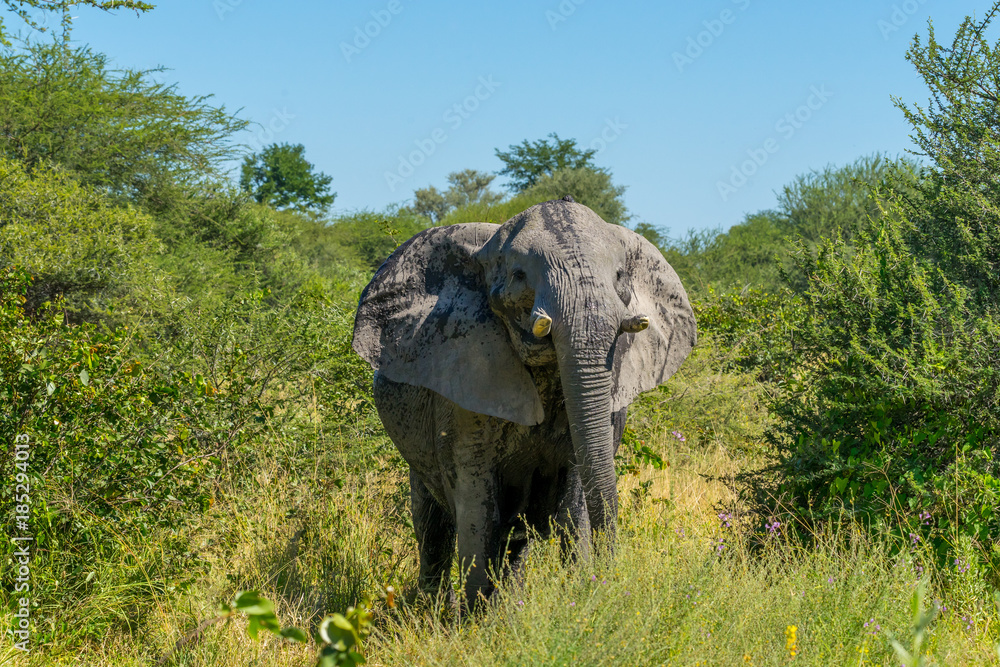 Fototapeta premium Elephant ready to charge