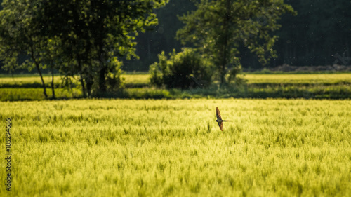 Swallow over a wheat field © Przemyslaw Iciak