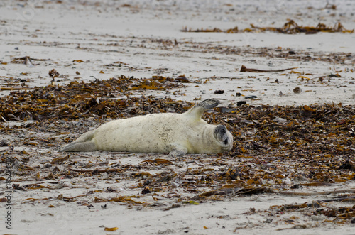 Baby seal on Helgoland