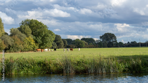 cattle on green grass and blue sky