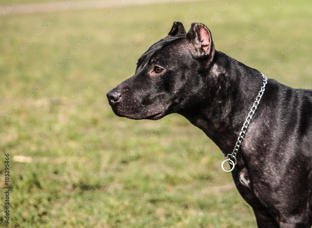 American Pit Bull Terrier American Pit Bull Terrier