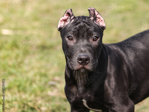 American Pit Bull Terrier 