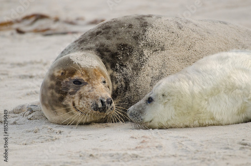 Baby seal on Helgoland