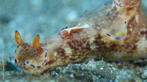 Emperor Shrimp (Periclimenes imperator) on Nudibranch (Ceratosoma trilobatum)
