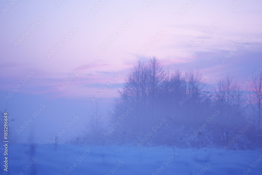 winter lanshaft. trees on a misty winter day