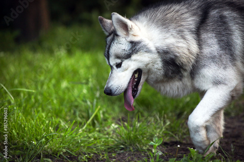 Siberian husky in the grass