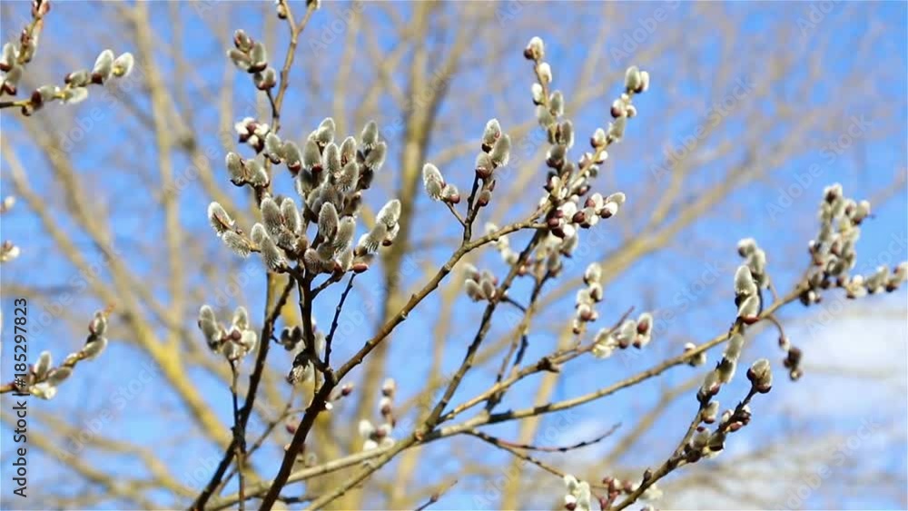 Beautiful pussy willow flowers branches on wind, spring background.
Beautiful pussy willow flowers branches on wind, spring background.