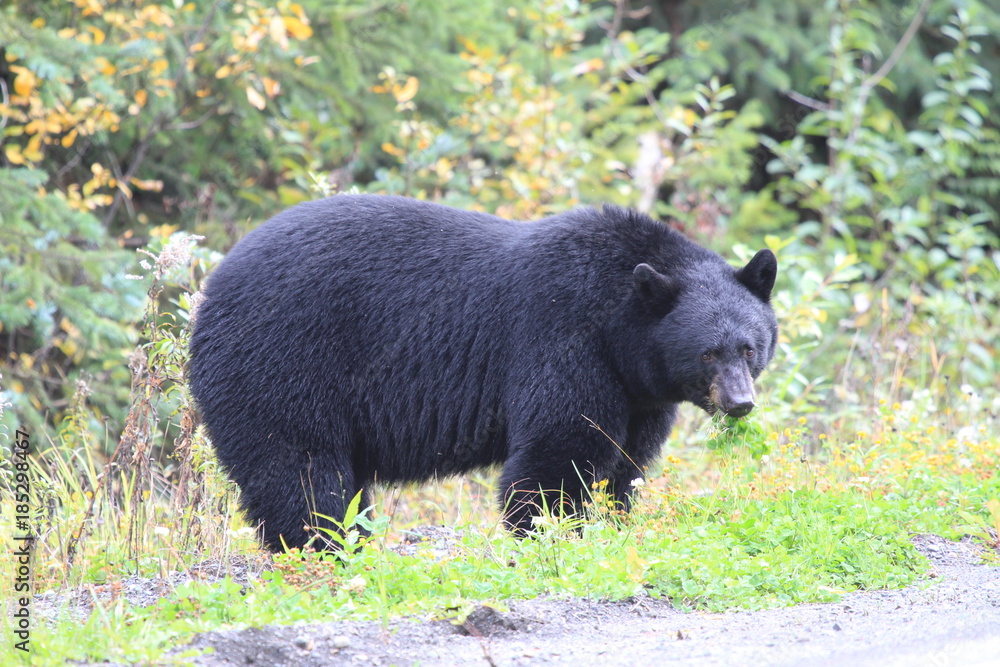 Fototapeta premium random encounter on road with black bear in Canada