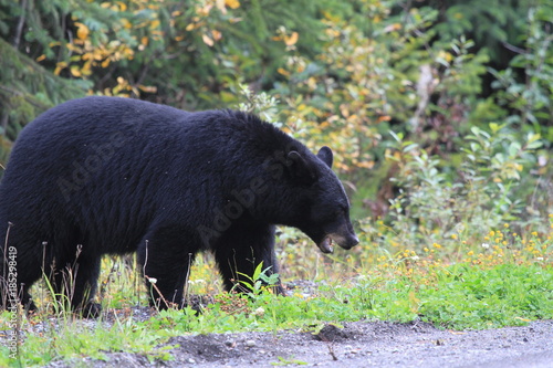 random encounter on road with black bear in Canada
