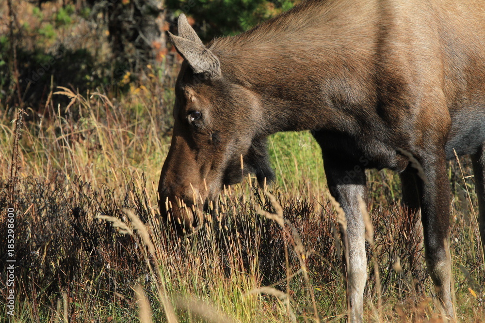 Closeup of a female moose near Maligne Lake, Canada