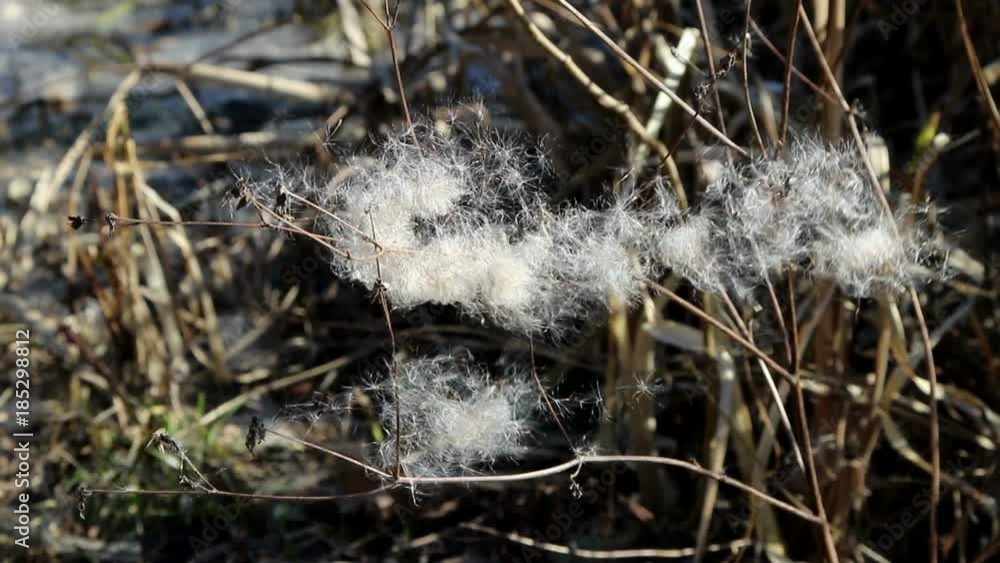 Dry reeds in the wind in early spring. Dry reeds in the wind in early spring.