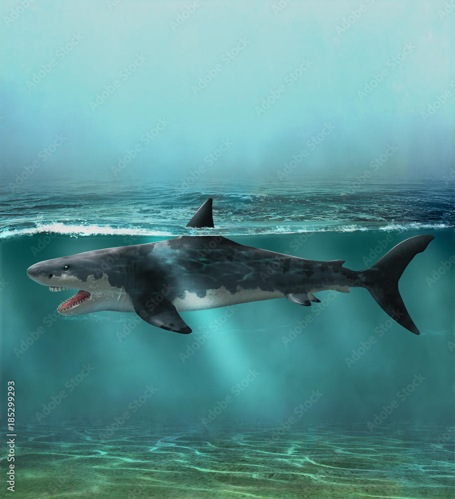 Great White Shark Swims Just Below Surface Great White Shark Swims Just Below Surface