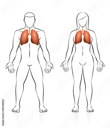 Lungs - comparison of lung volume - male and female body - isolated vector illustration on white background.