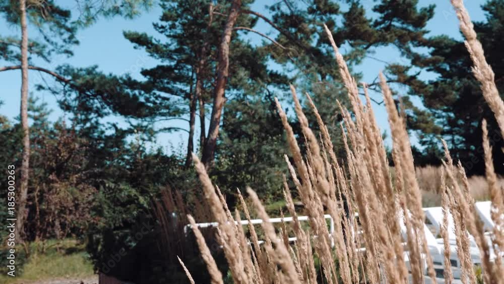 Spikes rustle in the wind against the background of pines Spikes rustle in the wind against the background of pines