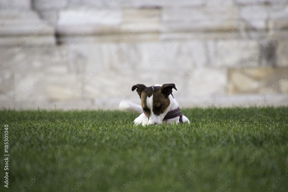Dog playing in Pise, Italy