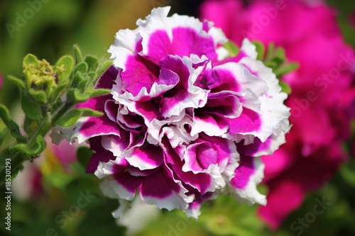 Purple white flower close up