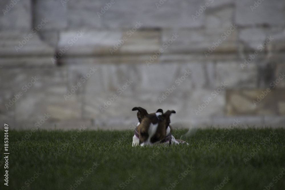 Dog playing in Pise, Italy Dog playing in Pise, Italy