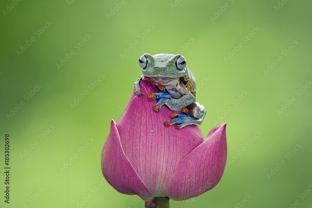 Obraz premium Tree frog, Javan tree frog, flying frog