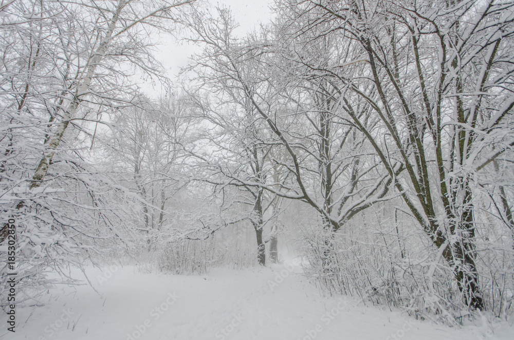 White forest after snowfall White forest after snowfall
