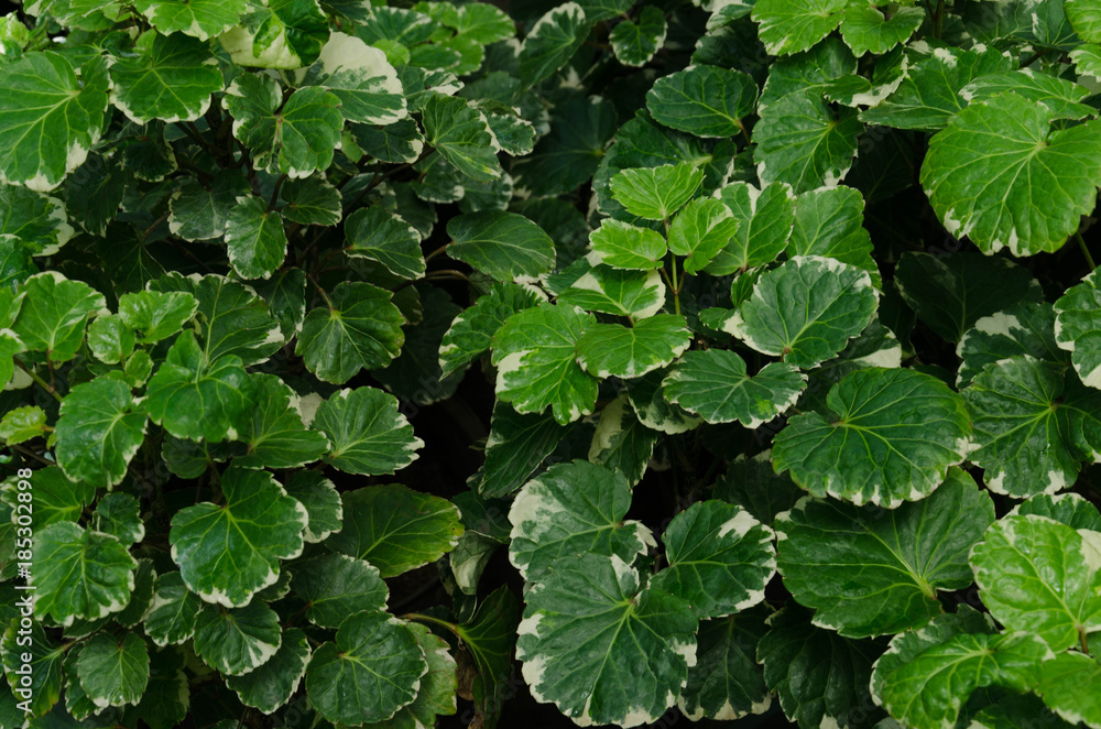 Dinner Plate Plant (Polyscias scutellaria “Variegata”) Dinner Plate Plant (Polyscias scutellaria “Variegata”)