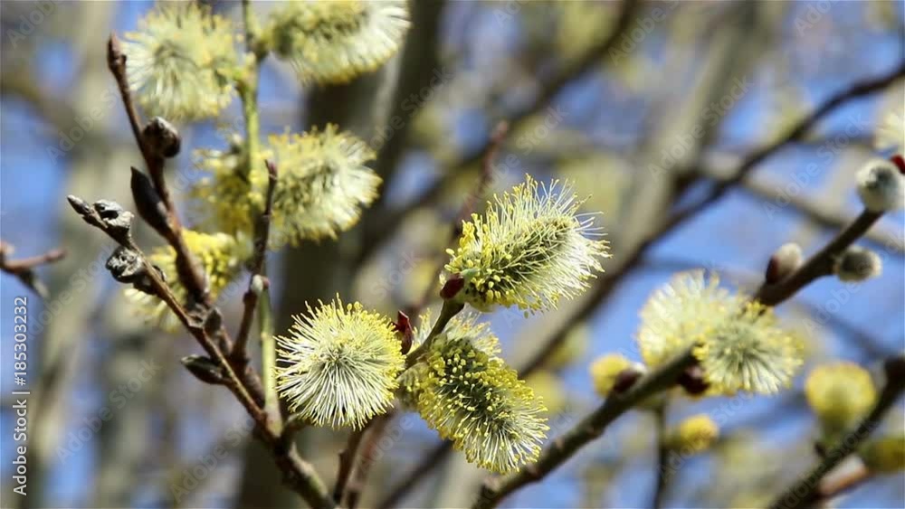 Beautiful pussy willow flowers branches on wind, spring background. Beautiful pussy willow flowers branches on wind, spring background.
