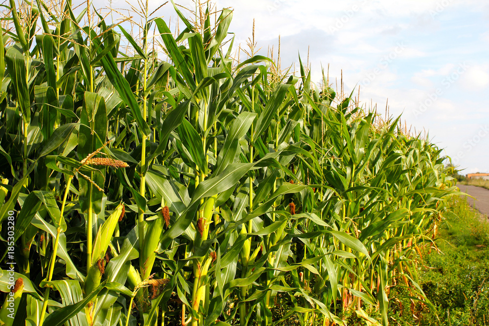 Corn field near country road