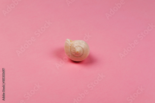 Sea shell on the pink background. Travel concept