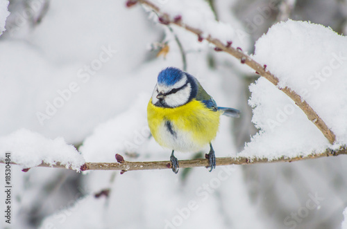 Titmouse sits on snow-covered branches in the park