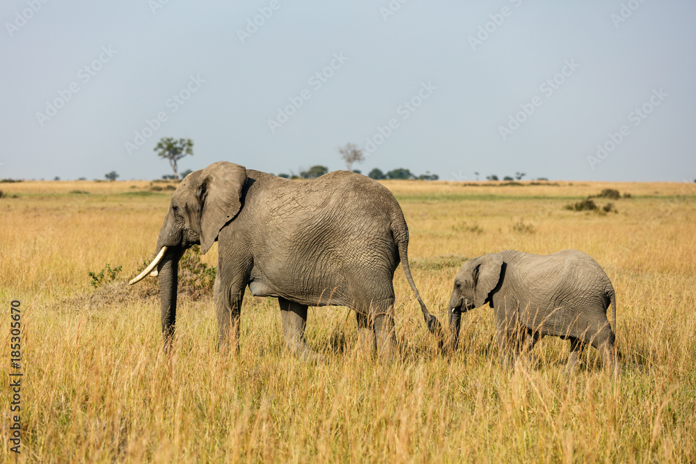 Obraz premium Elephants in Africa