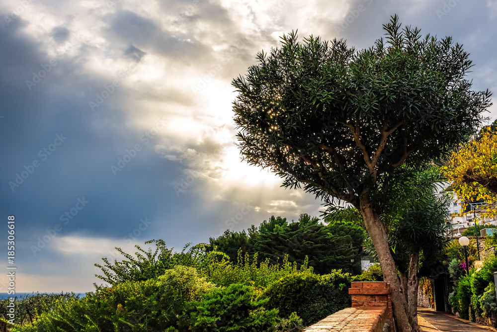 Capri island sunset behind a tree with scattered clouds