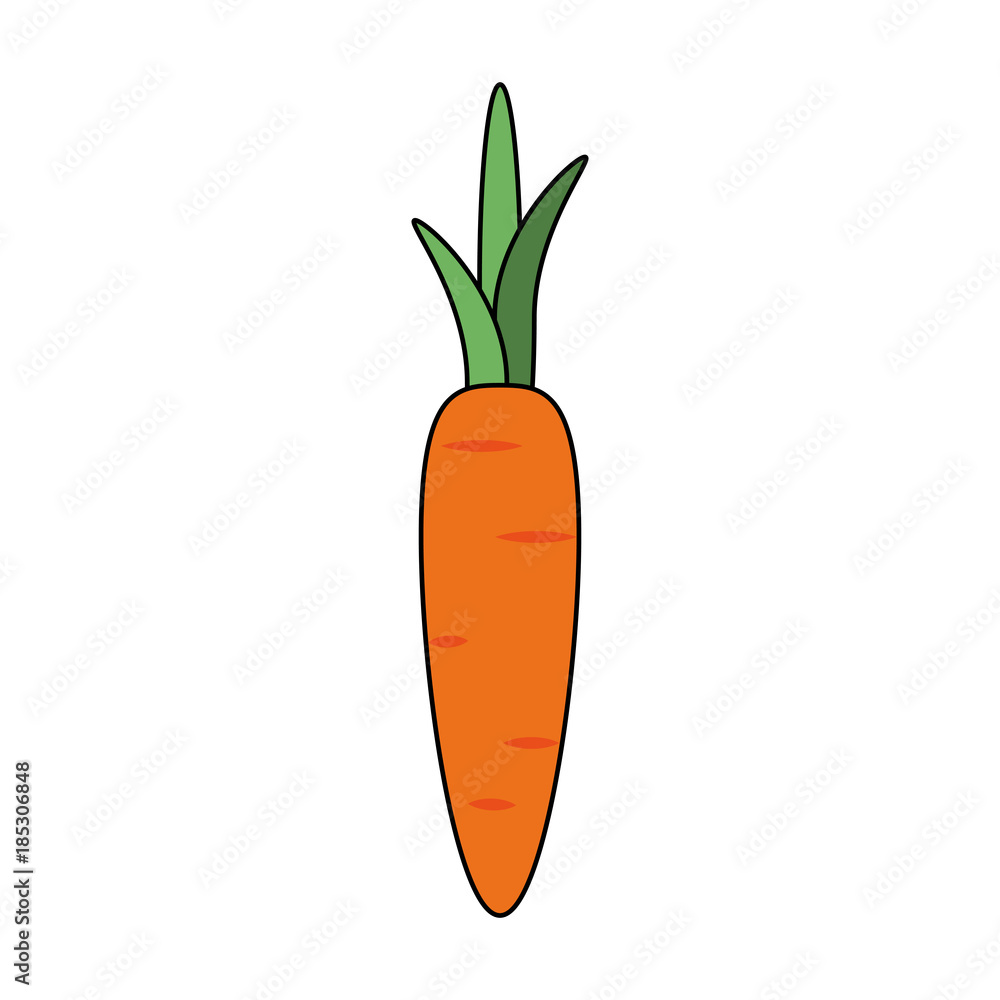 Carrot vegetable isolated Carrot vegetable isolated