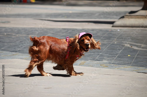 coker Anglais avec chapeau