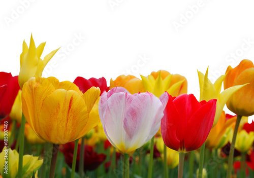 Border made of colorfull tulips on white background