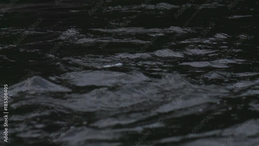 a stripped bass hits a top water bait a stripped bass hits a top water bait