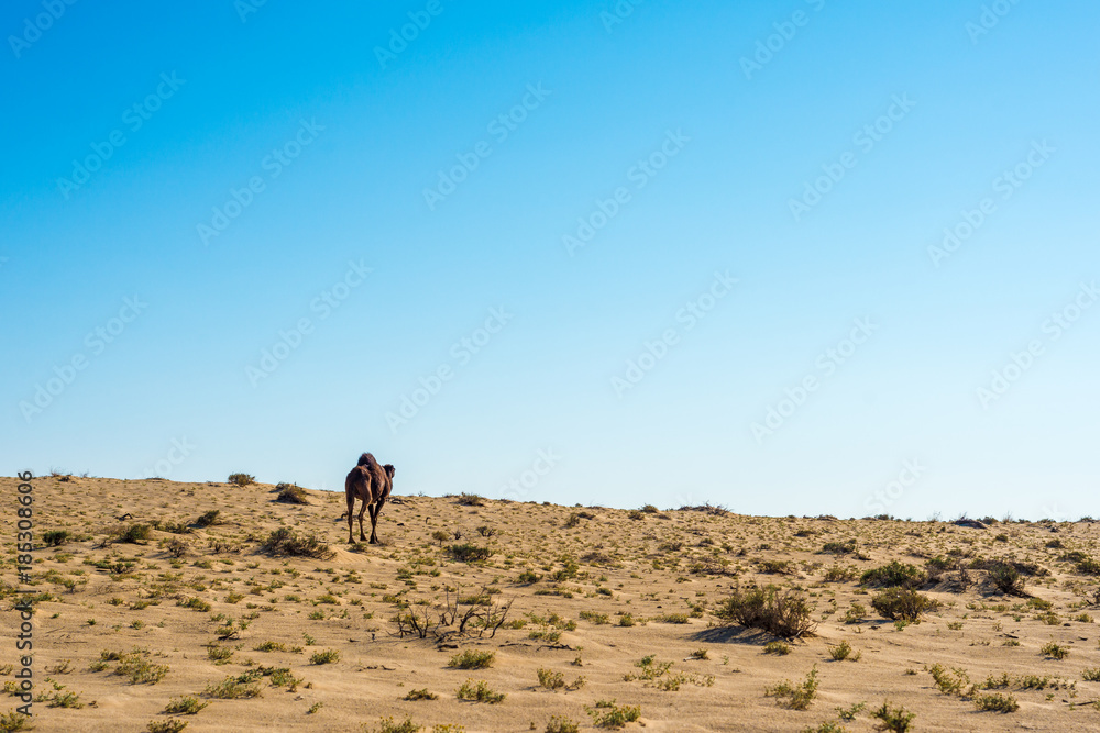 Dromedaries in Tunisia