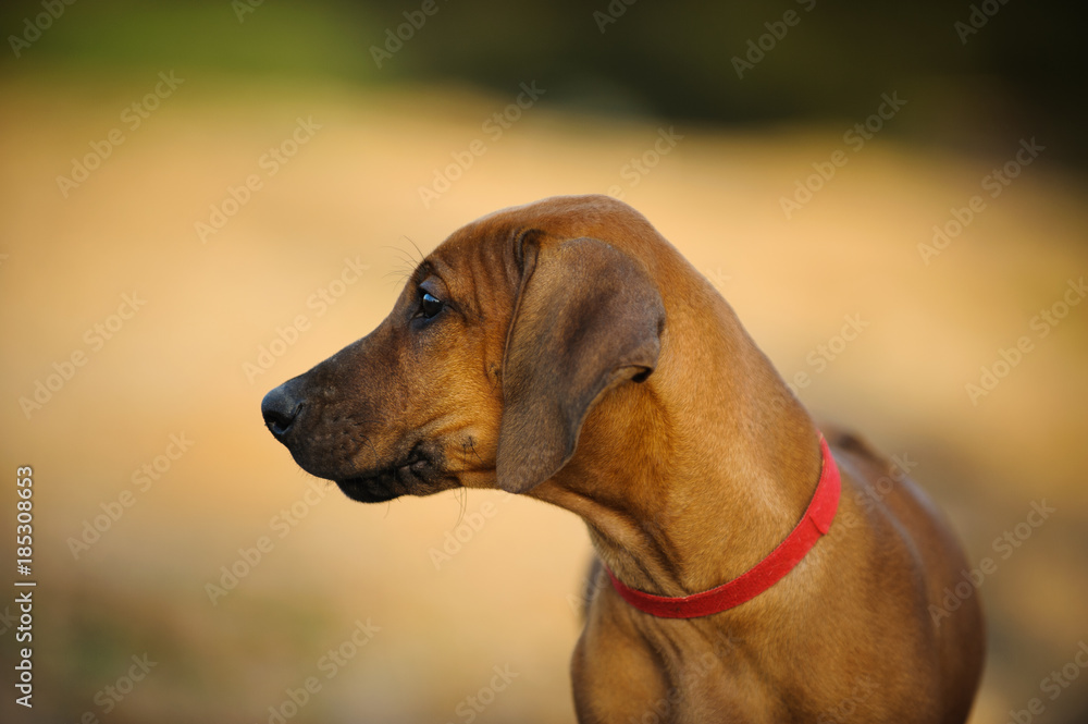 Rhodesian Ridgeback puppy dog outdoor portrait 