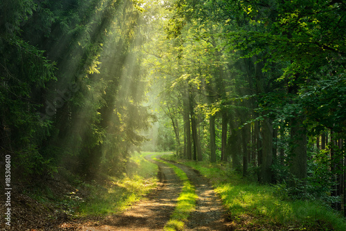 Wanderweg durch grünen Wald, Sonnenstrahlen durch Morgennebel photo