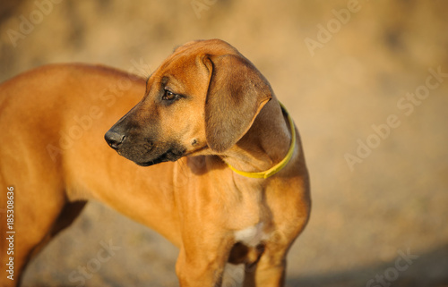 Close up Rhodesian Ridgeback puppy dog outdoor portrait 