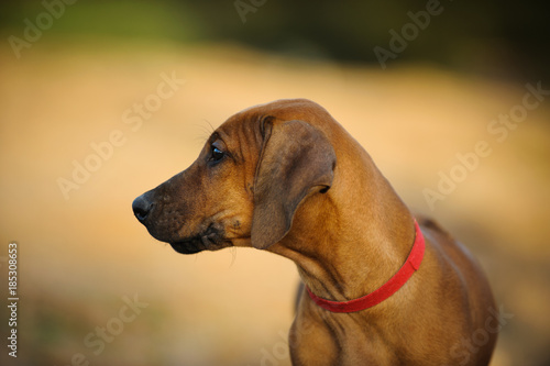 Rhodesian Ridgeback puppy dog outdoor portrait 