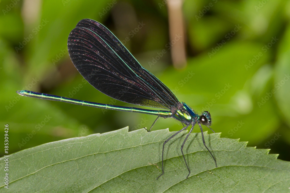 Ebony jewelwing damsefly (Calopterix maculate) male perching, Georgia, USA Ebony jewelwing damsefly (Calopterix maculate) male perching, Georgia, USA