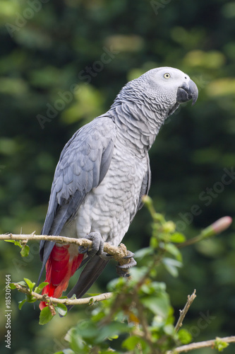 African grey parrot (Psittacus erithacus), D.R.Congo