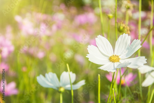 Beautiful white Flower close up