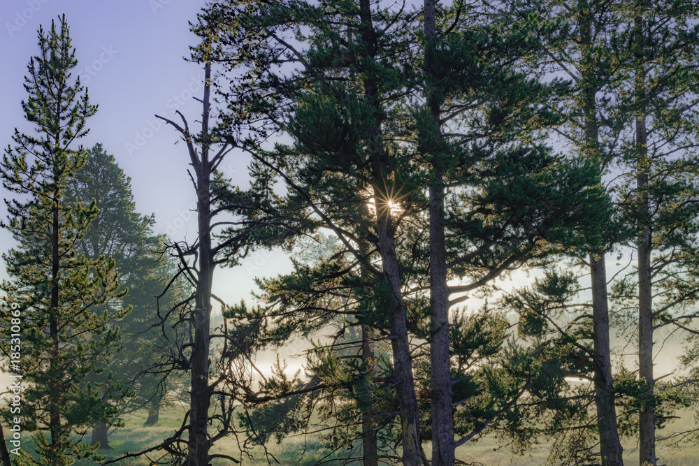 Horizontal back light from the sun through the branches of pine trees in the early morning