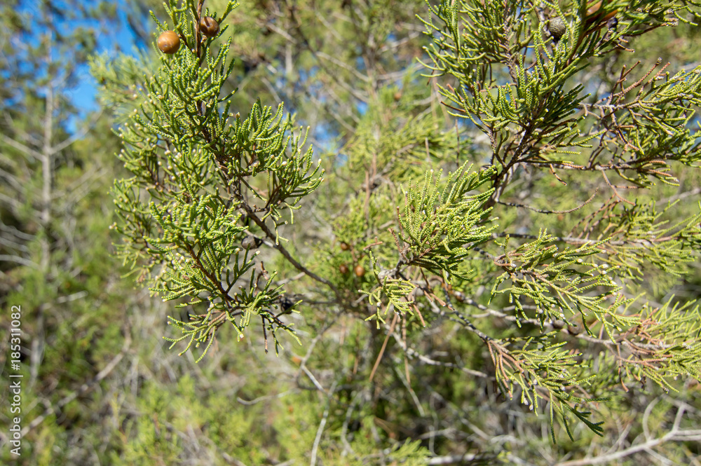 Details of the foliage of a stone pine.