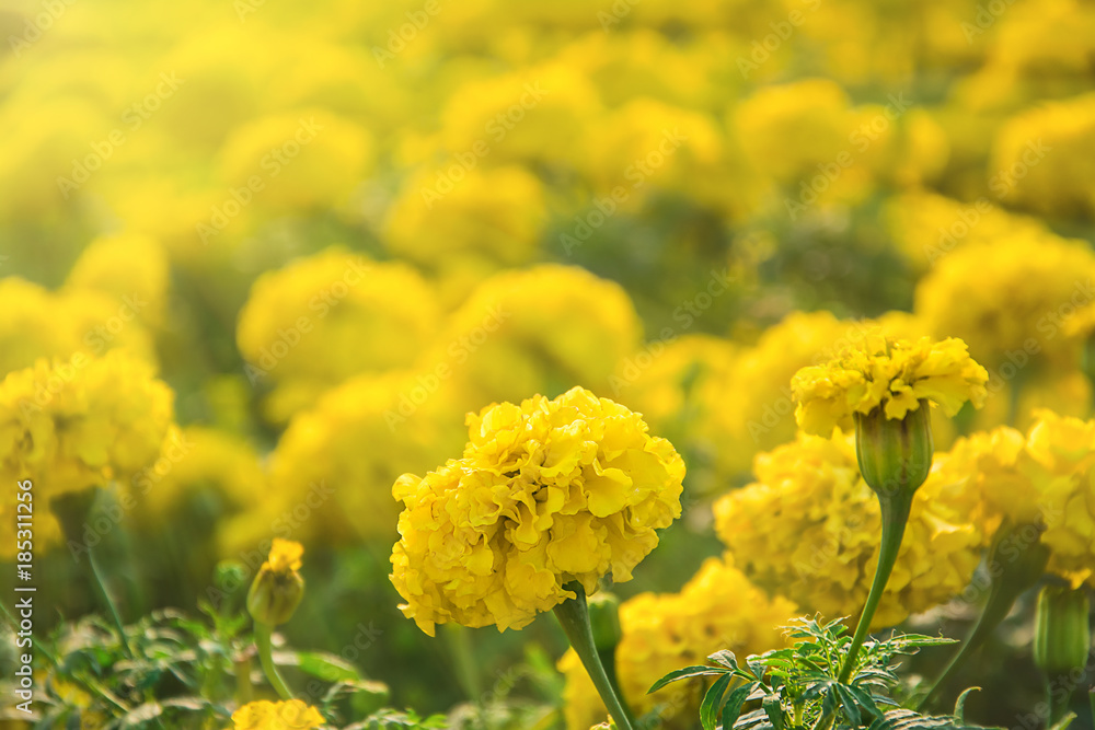 Beautiful Marigold Flower close up Beautiful Marigold Flower close up