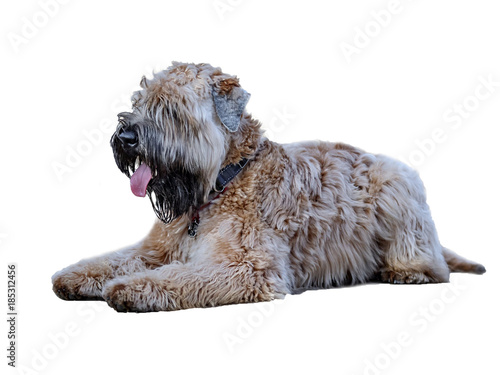 Dog isolated on a white background