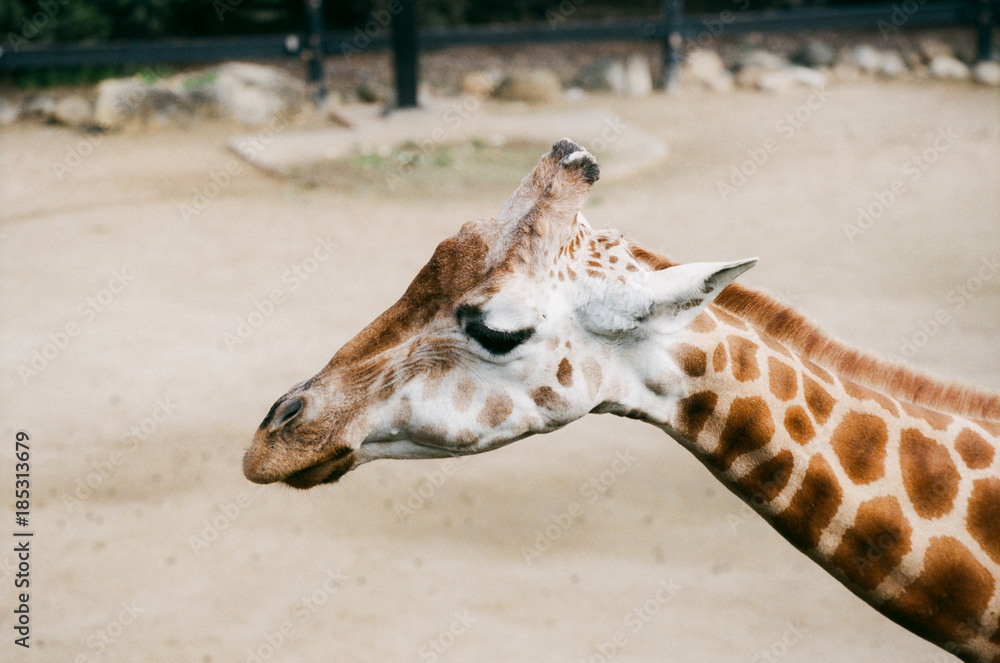 Obraz premium Giraffe