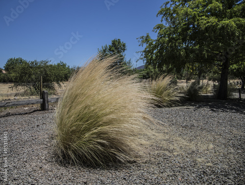 desierto verde