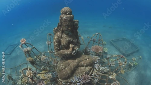 Artificial reef Coral Goddess Bali Pemuteran photo